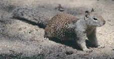 Photo of a brown California Ground Squirrel.