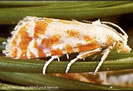 Picture of European Pine Shoot Moth.