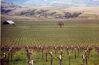 Photo shows rows of grape vines in an Alameda County vineyard.