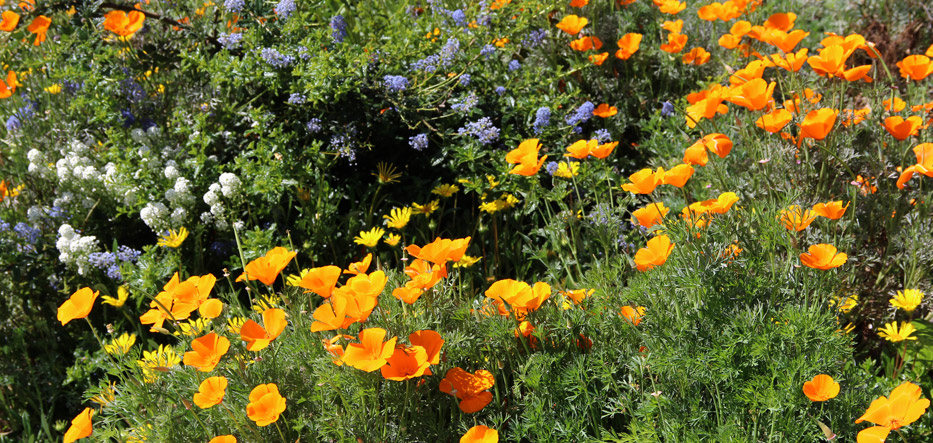 Photo of bay friendly landscaping, poppies