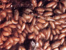 Photo shows several Khapra Beetle larva.