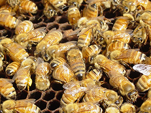 close up of bees in hive