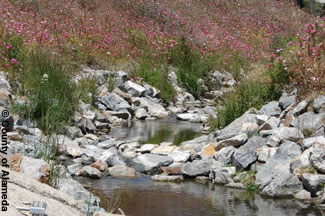 Photo shows peralya Creek restored to its natural state.